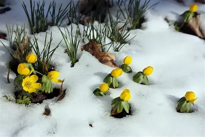 Какие цветы выбирать для свадьбы зимой. Советы от fiftyflowers.ru
