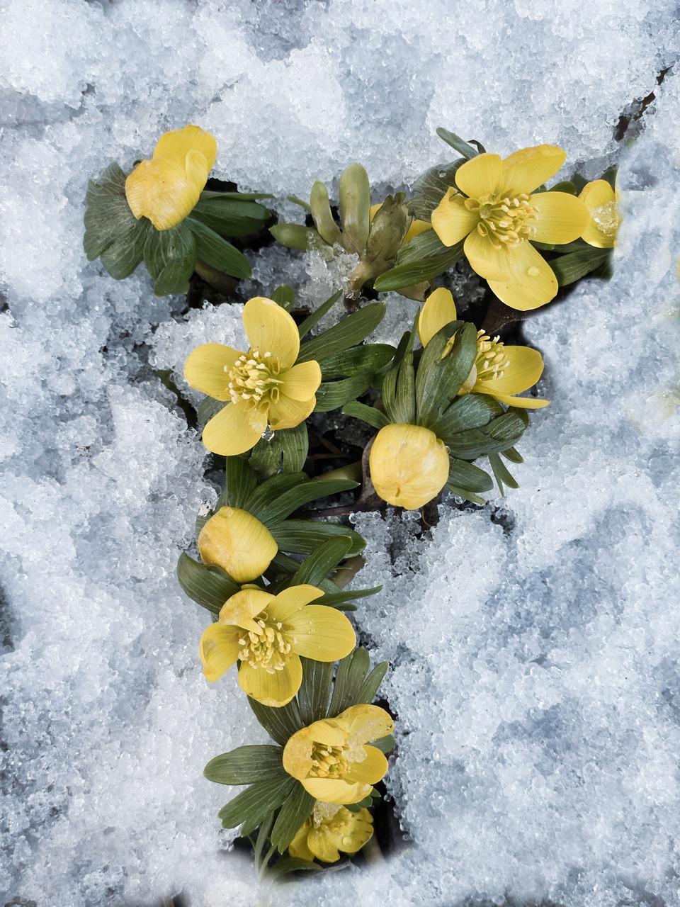 Какие цветы удобрять зимой?: Общество: Облгазета