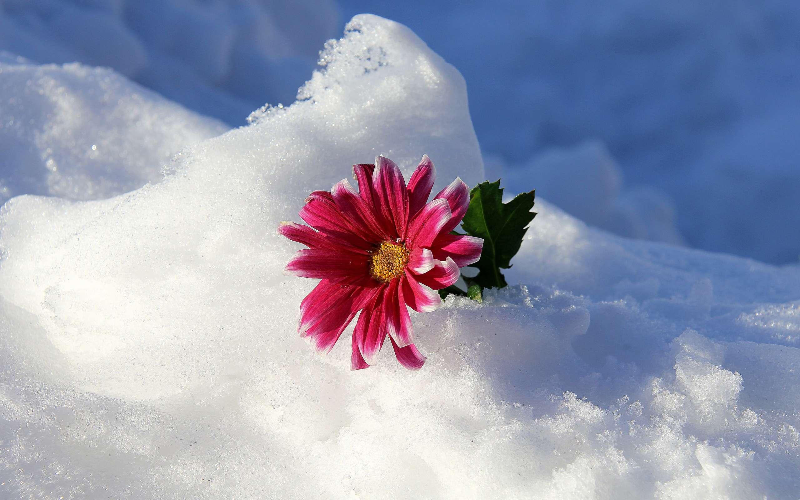 Зимние цветы: какие растения цветут в холодное время года и как собрать  зимний букет