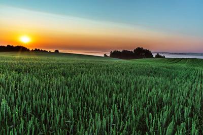 Утренний рассвет / Утренний рассвет над полем с пшеницей летом в деревне