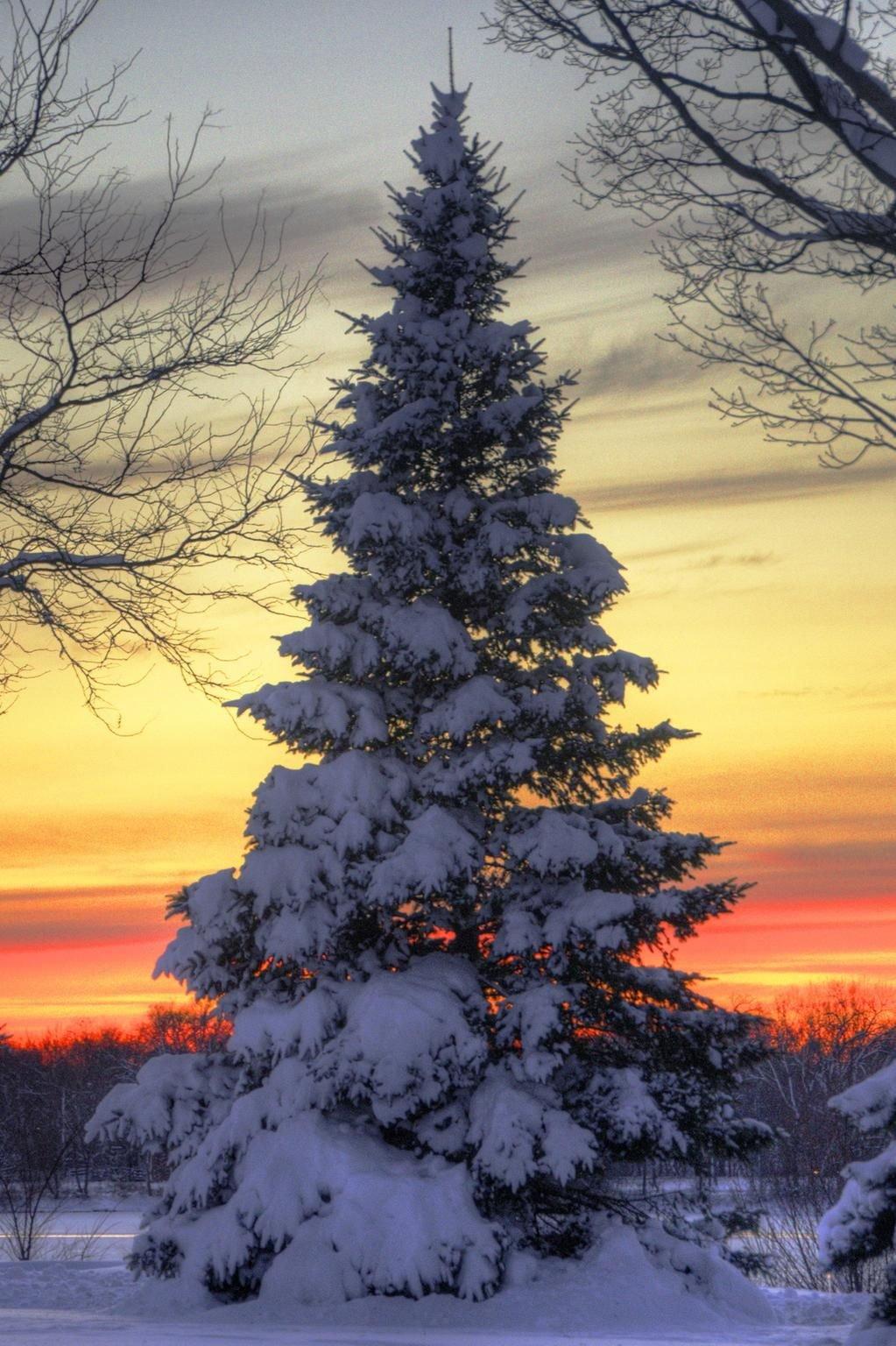 Зимний пейзаж вертикальный - красивые фото