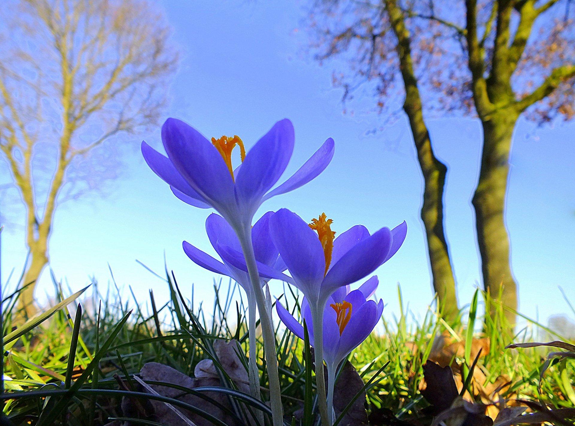 Картинки весна на заставку телефона (47 фото) • Прикольные картинки и  позитив | Цветок, Цветы, Цветение