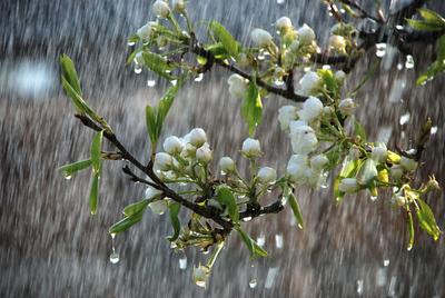 Весенний дождь картинки