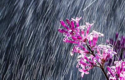 Фотообои \"Весенний дождь\" - Арт. 150650 | Купить в интернет-магазине Уютная  стена