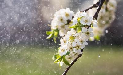 Весенний Дождь Дождь И Полива Растений — стоковые фотографии и другие  картинки Без людей - Без людей, Буря, Вертикальный - iStock