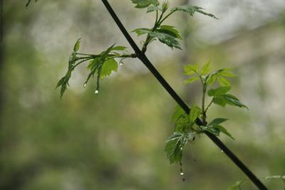 Иллюстрация к стихотворению весенний дождь - 70 фото