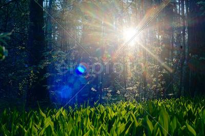 Весенний Рассвет В Лесу Стоковые Фотографии | FreeImages