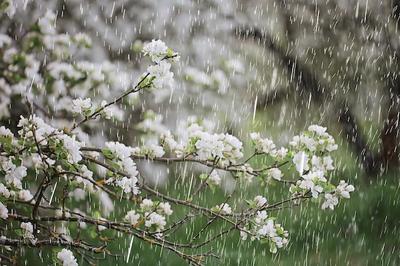 Весенний дождь в цветущем саду, концепция свежести природы погода сезонный  фон | Премиум Фото