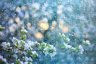Скачать обои дождь, весна, подснежники, раздел цветы в разрешении 1680x1050  | Цветы, Весна, Весенние цветы