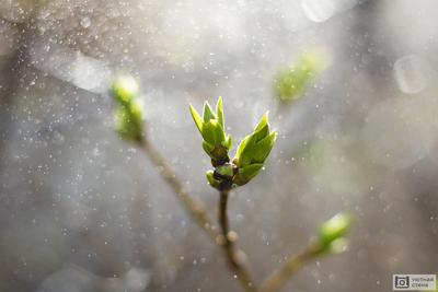 Начало весны. Дождь. :: Юрий Спасовский – Социальная сеть ФотоКто