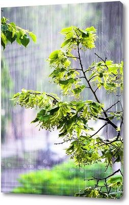 Стихотворение «Весенний дождь», поэт Лаптева Людмила