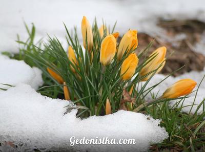 Весна идет — весне дорогу! | ВКонтакте