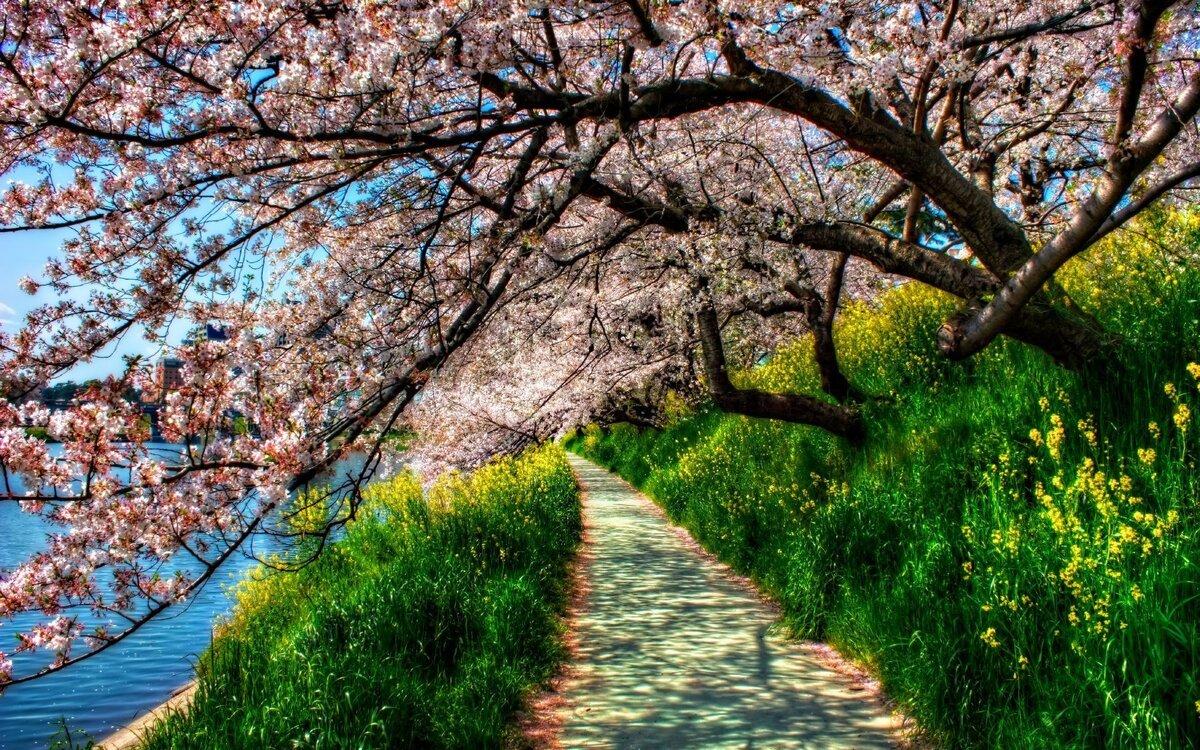 Розовые цветы вишни в мягком солнечном свете | Картинка на аву | Spring  wallpaper, Pink trees, Cherry flower
