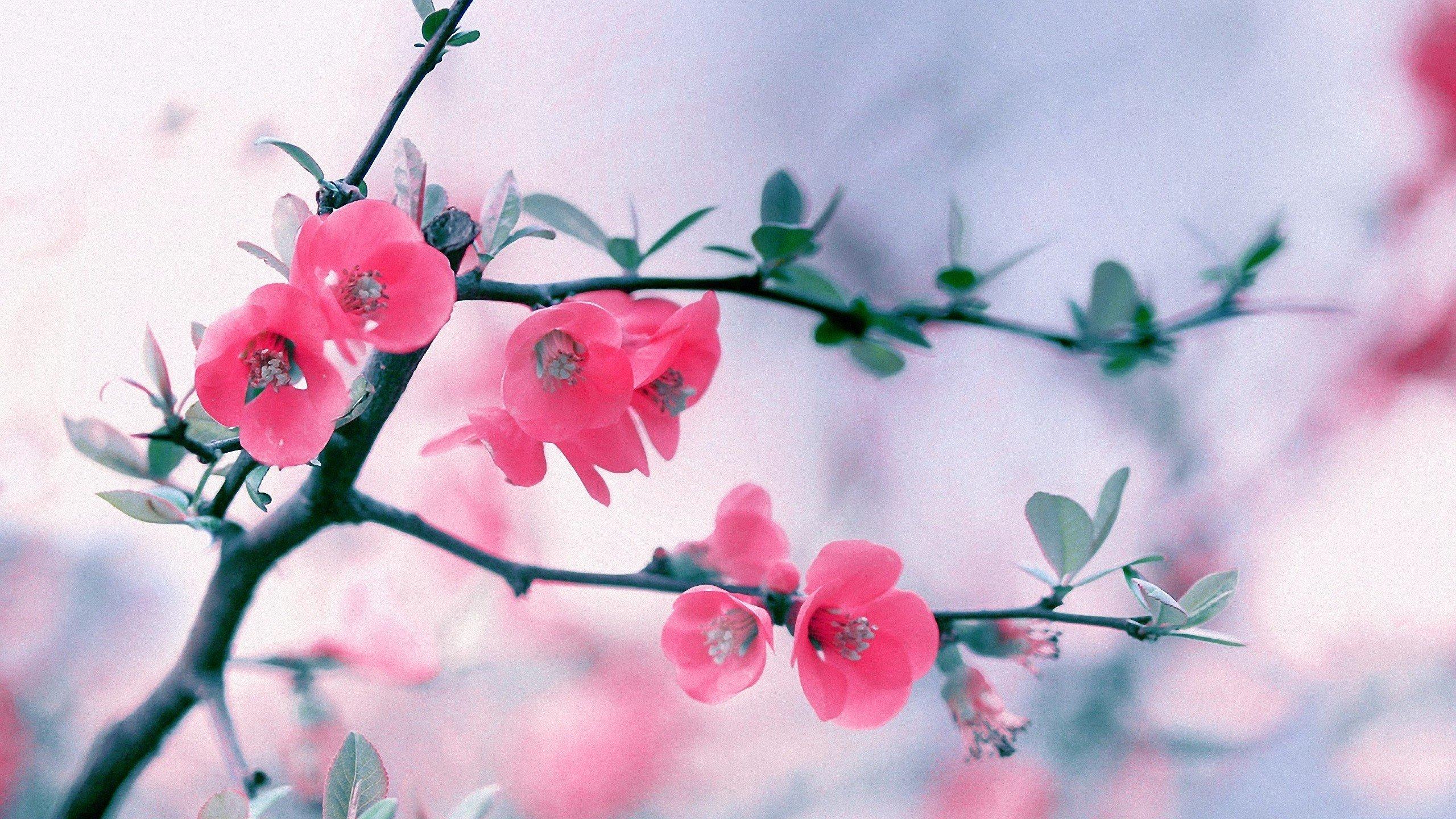 Картинки красивые весна на аву в ватсап (68 фото) » Картинки и статусы про  окружающий мир вокруг