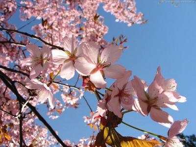 Весна - Шпалери для телефона:  http://wallpapic.com.ua/nature/spring/wallpaper-1291 | Spring pictures,  Spring, Flowers