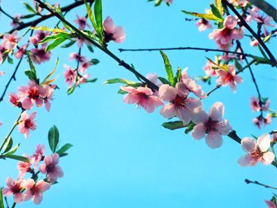Весенняя картинка на рабочий стол, цветы - Весна - Природа - Картинки на рабочий  стол