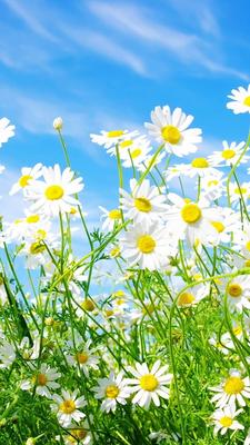 Картинки весна на заставку телефона (47 фото) • Прикольные картинки и  позитив | Beautiful nature, Flowers, Iphone wallpaper