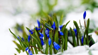 Картинки снег, первые цветы, весна - обои 1920x1080, картинка №130863
