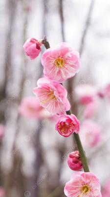 Ранняя весна фон, 537 картинки Фото и HD рисунок для бесплатной загрузки |  Pngtree