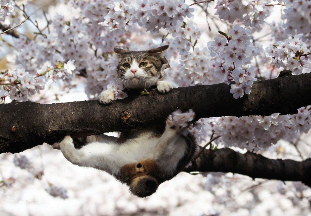 весна :: котэ (прикольные картинки с кошками) / смешные картинки и другие  приколы: комиксы, гиф анимация, видео, лучший интеллектуальный юмор.