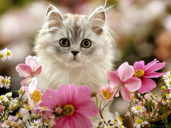 Весна. Коты проснулись.: misham1503 — LiveJournal