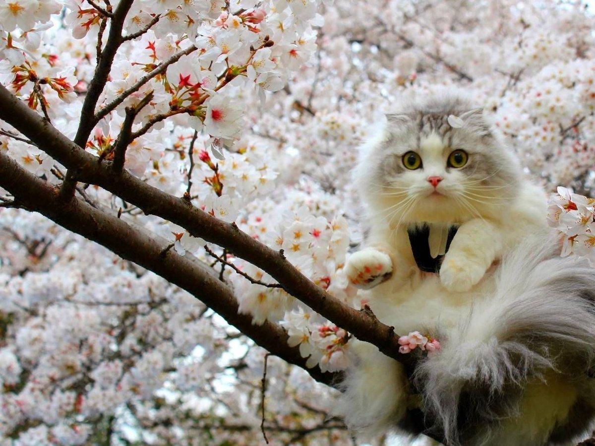 Весенний котик - 73 фото