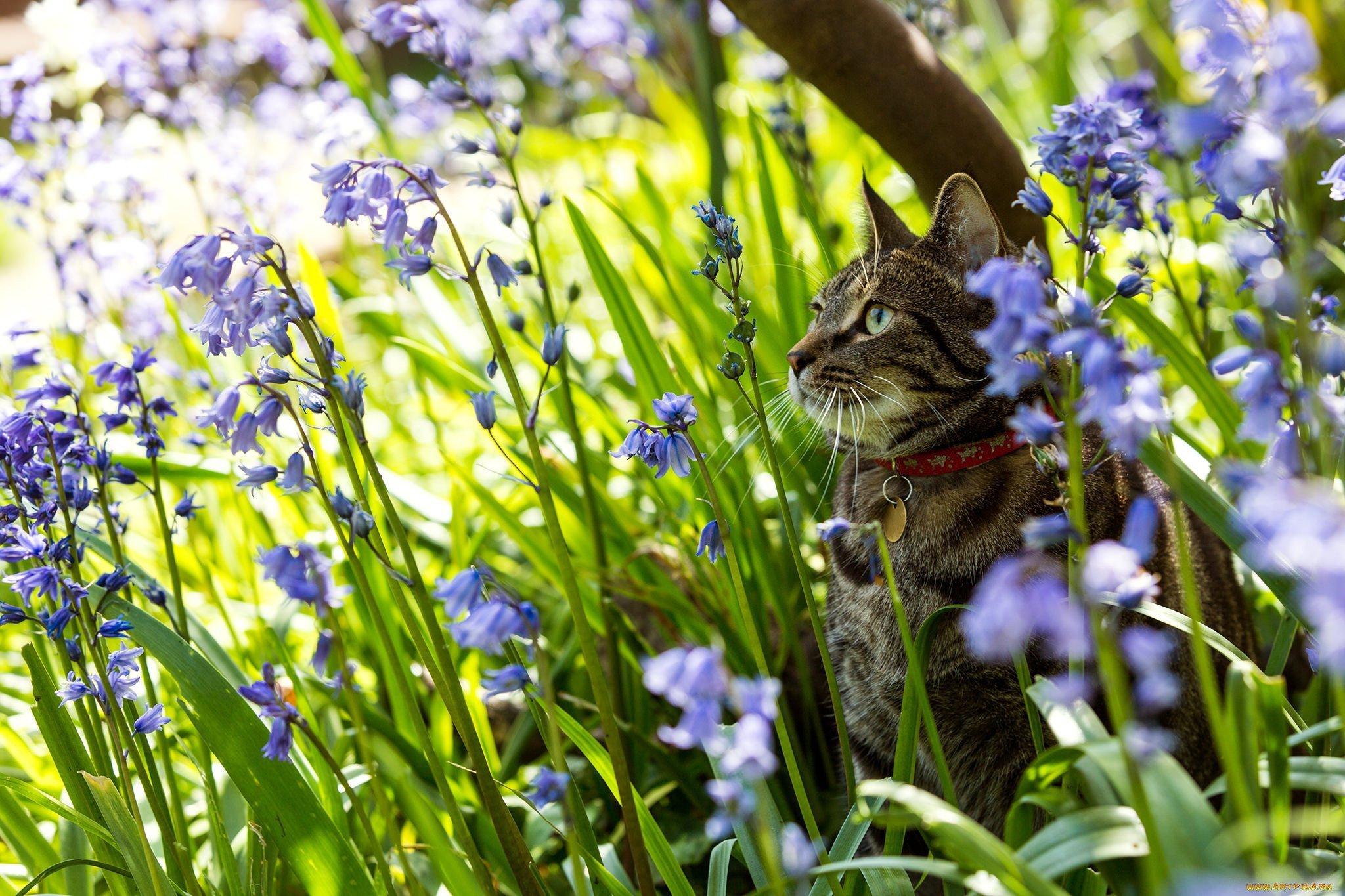БЕЛЫЙ ЮМОР - Коты прилетели, скоро весна! #БелыйЮмор | Facebook