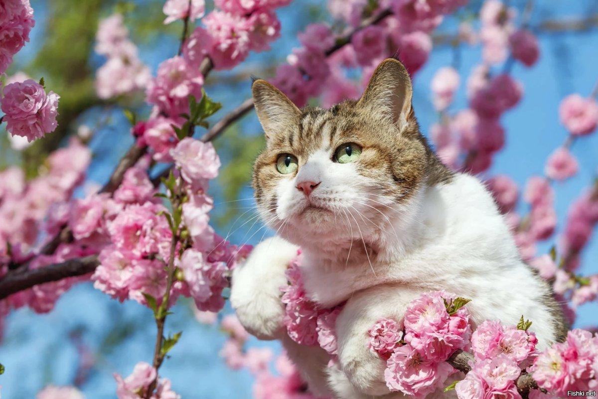 весна - коты прилетели / смешные картинки и другие приколы: комиксы, гиф  анимация, видео, лучший интеллектуальный юмор.