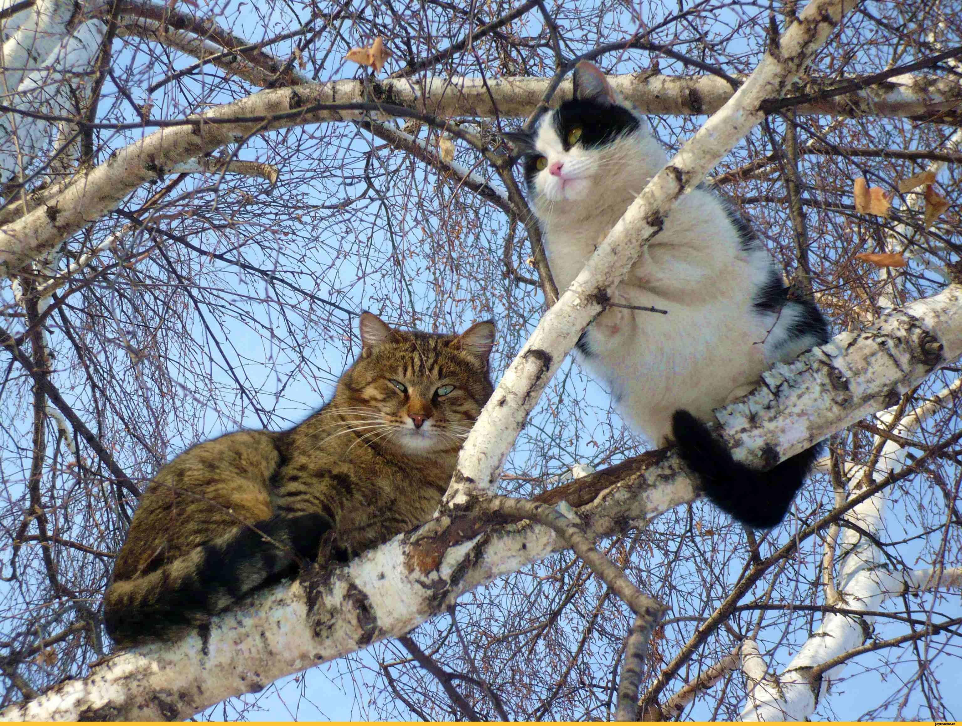 Евгений - #кот #котик #котенок #кошка #cat #весна #природа #цветы #животные  | Facebook