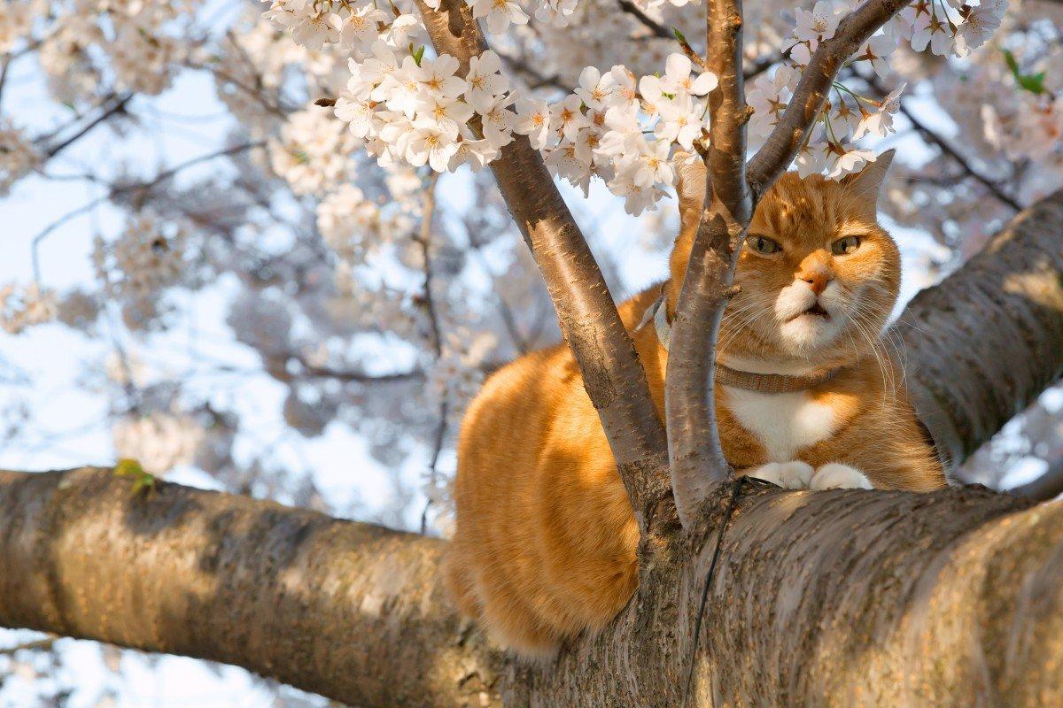 Весна .коты прилетели» — создано в Шедевруме