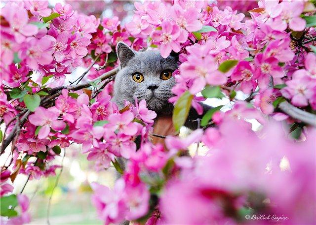 Котики весной (89 фото) - 89 фото