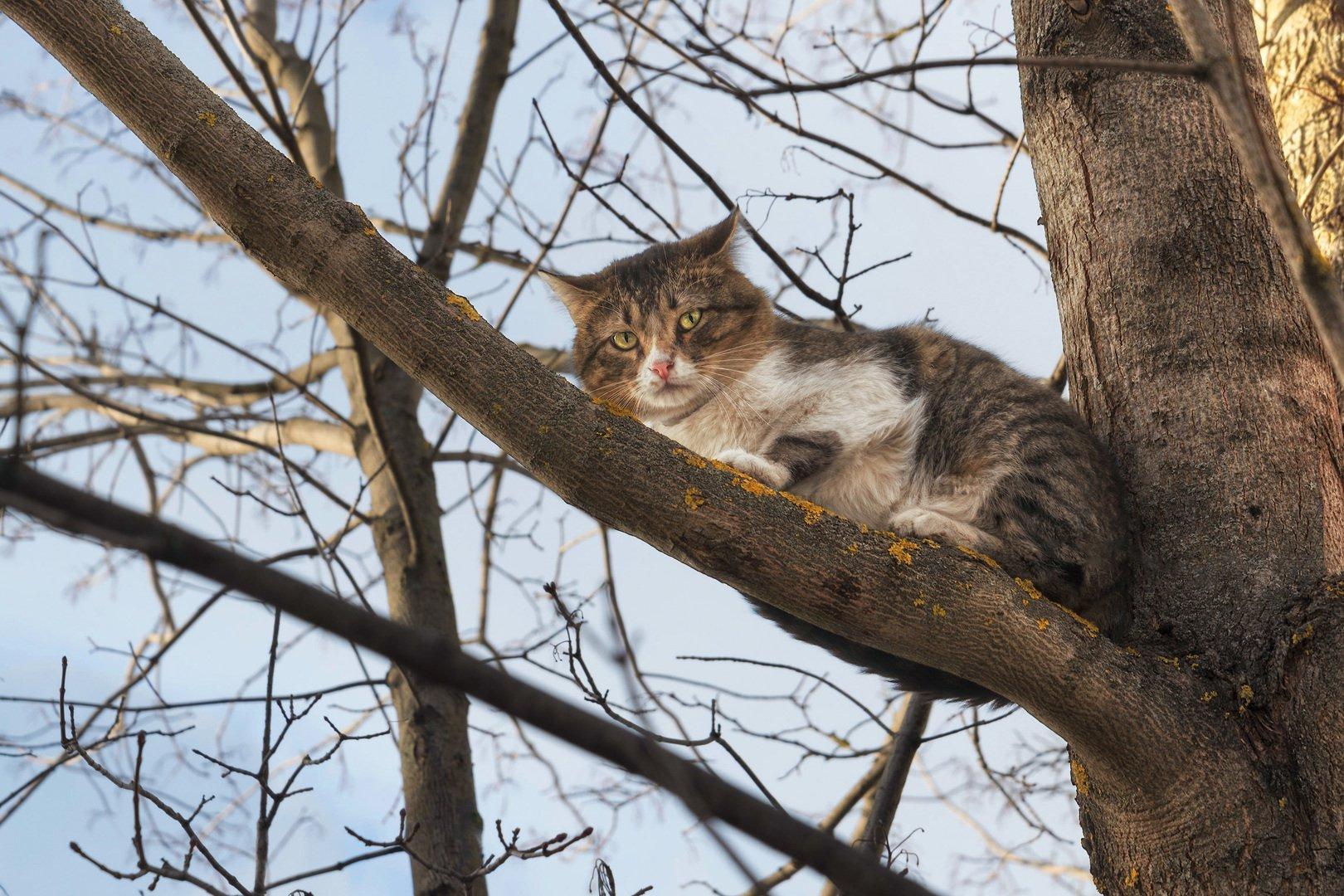 Коты и весна... или Весна и коты? | Музыка ветра | Дзен