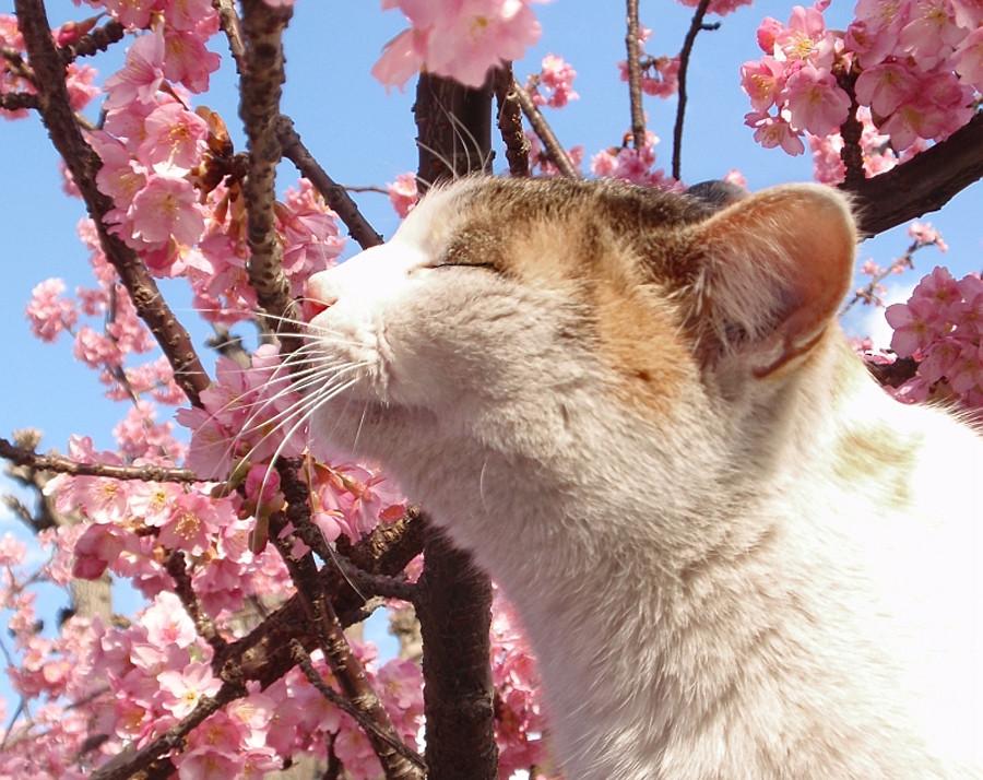 Весна, цветы и...коты