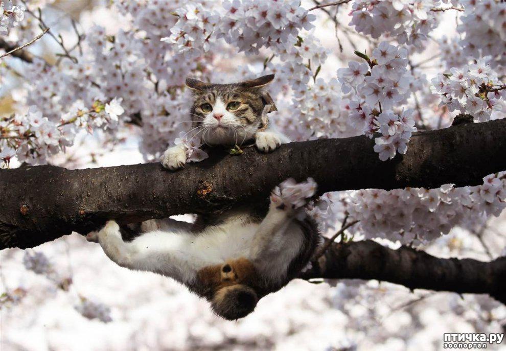 Выставкой «Джаз! Коты! Весна!» НЦСИ объявил о наступлении нового сезона