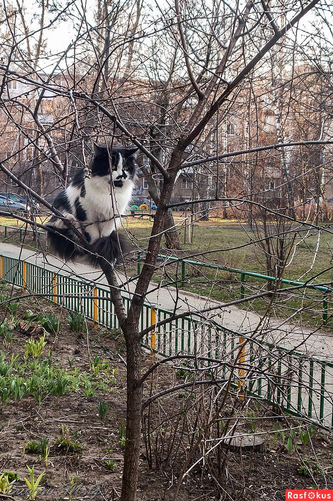 Фотографія Весна. Коты прилетели. / Kaiser_Wilhelm_II / photographers.ua