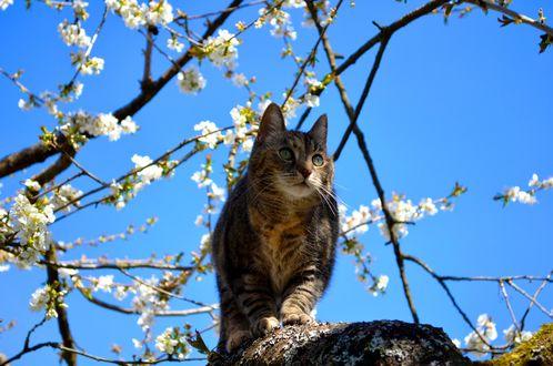 Весна пришла, коты орут» — создано в Шедевруме