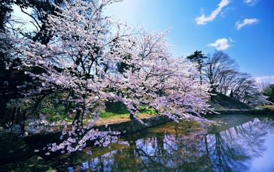 Ранняя весна и сакура | Посетите Мацумото