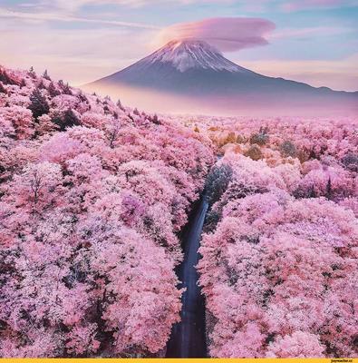 Картинка Япония сакуры Весна Пагоды город