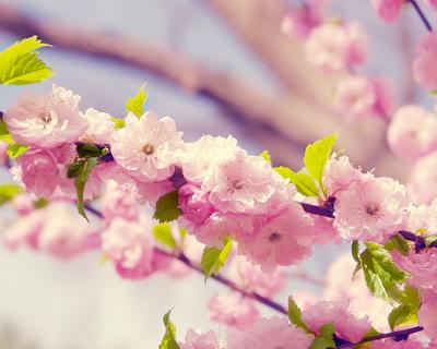 Обои на рабочий стол Весна, сакура, ветка, цветы, красота, птица - Весна -  Природа - Картинки, фотографии