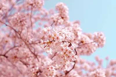 Весенний фотошаблон. Цветущая сакура.