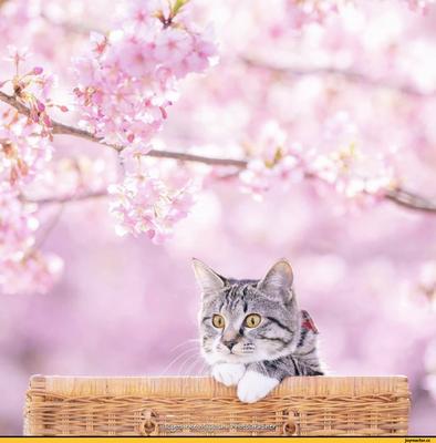 Сакура цветет — весне дорогу: собрали фото японской вишни в цвету |  Тревел-Википедия Piligrimos