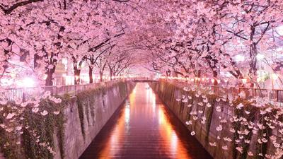 В Японию пришла настоящая весна: страна утопает в розовом цветении сакур –  фотогалерея