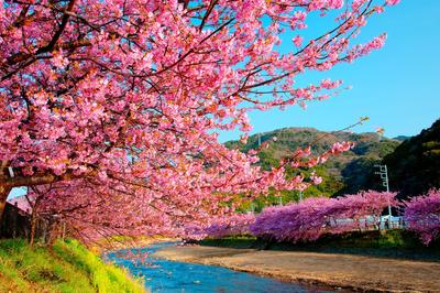 Весна Сакура в Киото, Японии Стоковое Фото - изображение насчитывающей  цветок, взорвать: 136962320