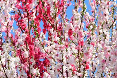 Весенняя сакура цветущая вишня япония ай создал весенний пейзаж | Премиум  Фото