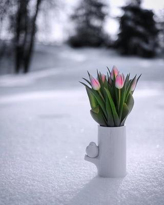 Цветы, тюльпаны, светло, весна, весенние обои, солнце, луч… | Flickr