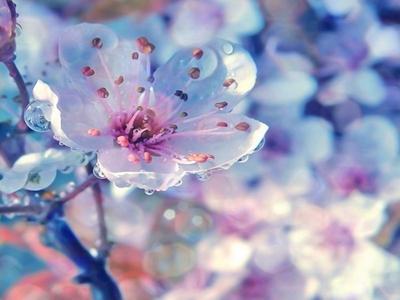 Красивые фото картинки весна на заставку телефона