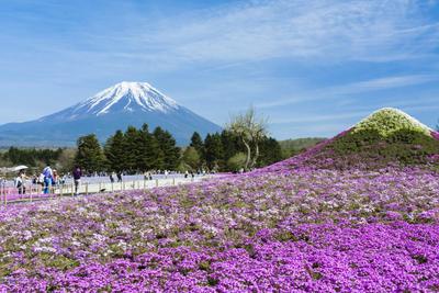 Весна в японии картинки фотографии