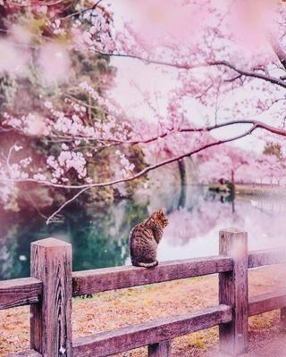 Весна в Японии | Paisaje japon, Hermosa fotografía de paisaje, Viaje a japón