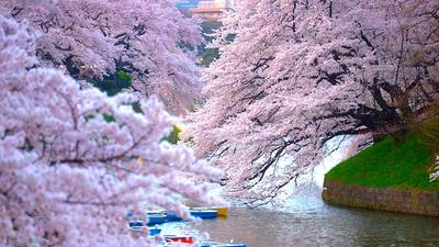 Весна в Японии. | Пикабу