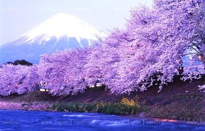 Цветение сакуры: Япония весной на фотографиях | GQ Россия